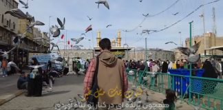 همچون پرنده کلیپ | همچون پرنده