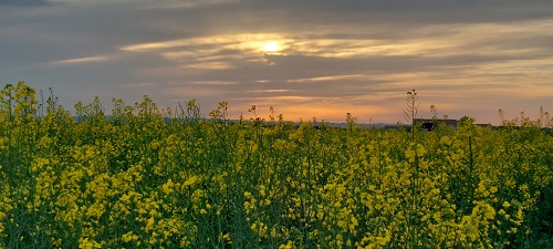 مستند میدانی راهیانی از دور